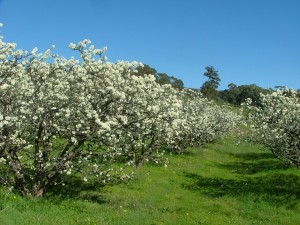 Plum trees flowering