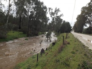 Ippinitchie Creek alongside Forest Road